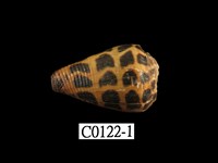 藏品(葉斑芋螺)的圖片